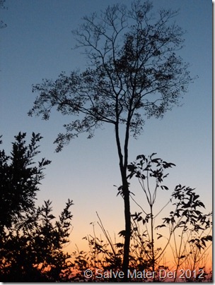 I will Raise Up a Shoot. . ..© SalveMaterDei.com, 2012,  EA Photo