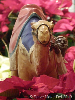 Caravans of Camels Shall Fill You, Dromedaries from Midian and Epah; All From Sheba Sahll Come. © SalveMaterDei.com, 2013. EA Photo