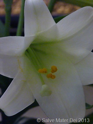 Reflections of God's Purity Abound © SalveMaterDei.com, 2013 EA Photo